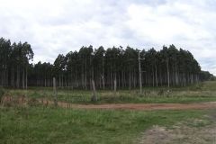 urugvai_2016_16_20190528_1813014419