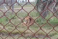 urugvai_2017_42_20190528_1474576271