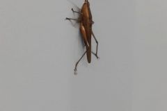 urugvai_2017_87_20190528_1387058995